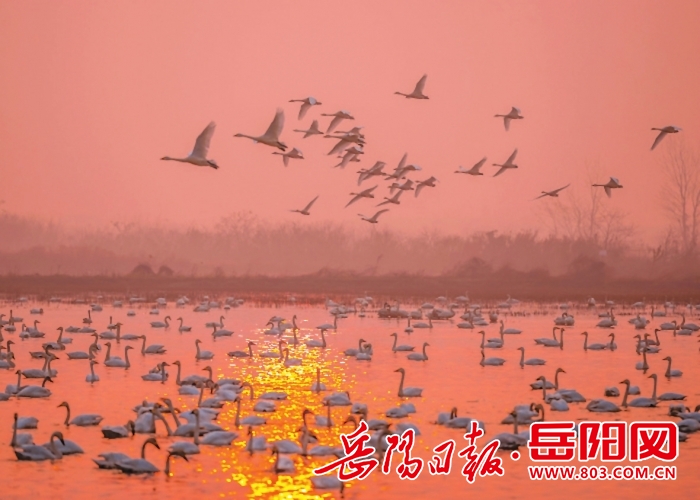 岳阳日报要闻版｜万羽候鸟引客来——东古湖交出生态惠民精彩答卷